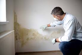 Best Basement Mold Removal in Ford City, PA